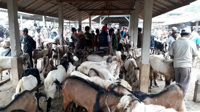 Kambing jantan untuk keperluan hewan kurban, di Pasar Karangpucung, Cilacap, Jawa Tengah. (Foto: Liputan6.com/Muhamad Ridlo)
