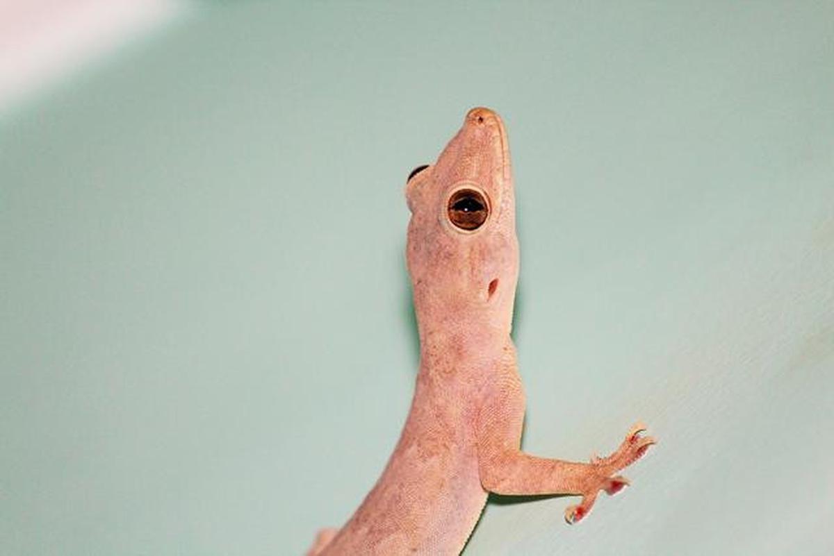 10 Tanda Rumah Kotor Banyak Cicak, Jangan Diabaikan