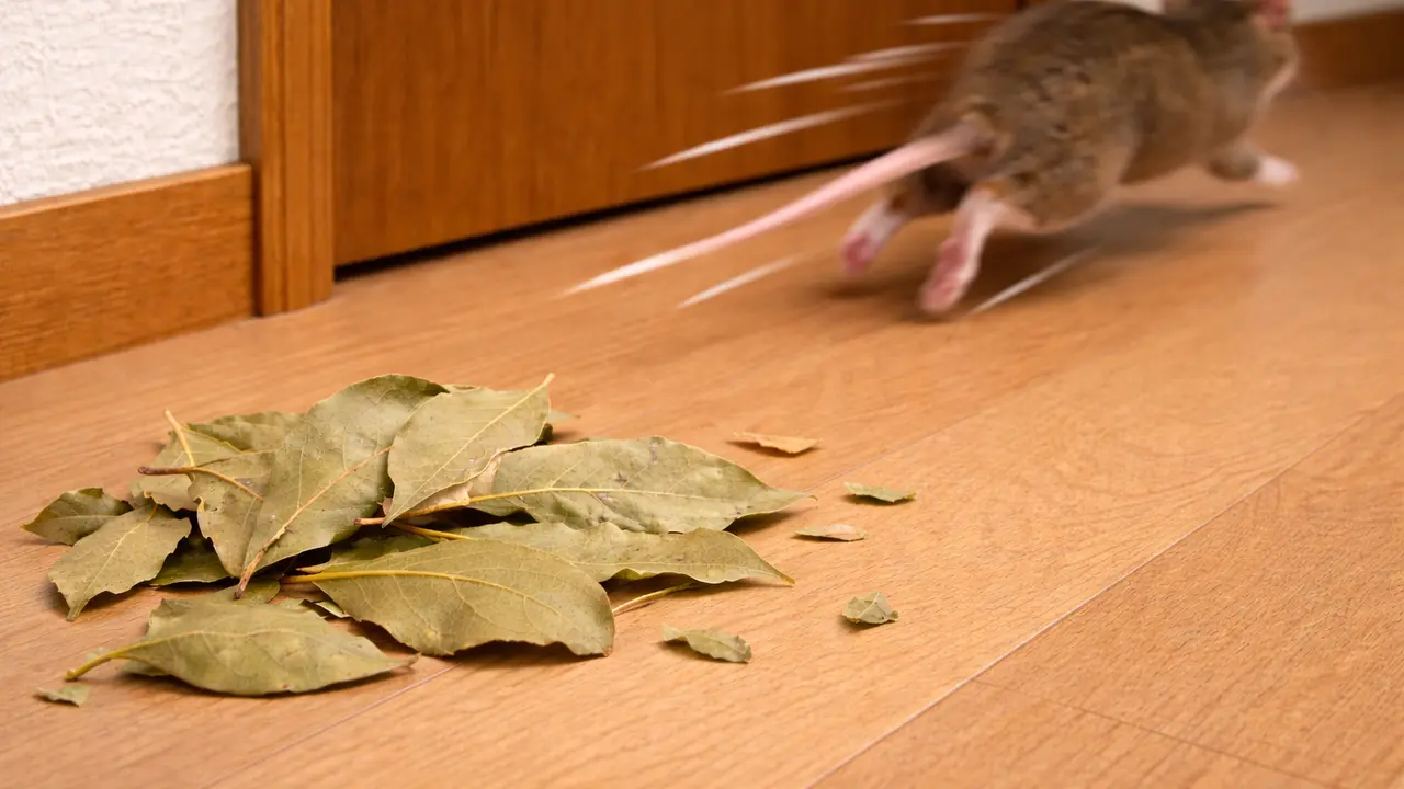 mengusir tikus