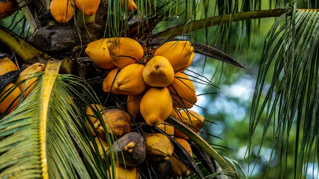 Ilustrasi buah kelapa kuning