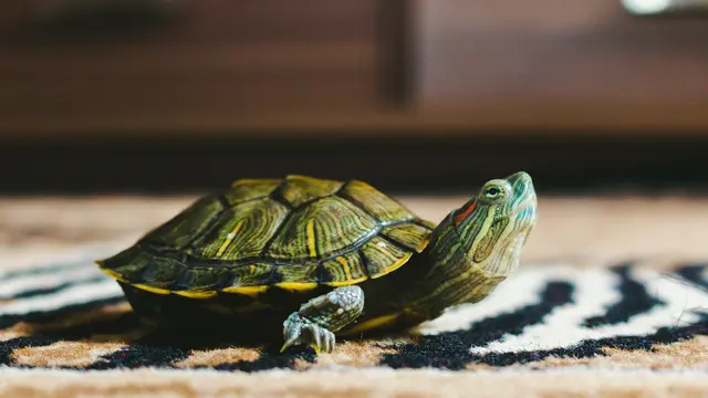 Turtle