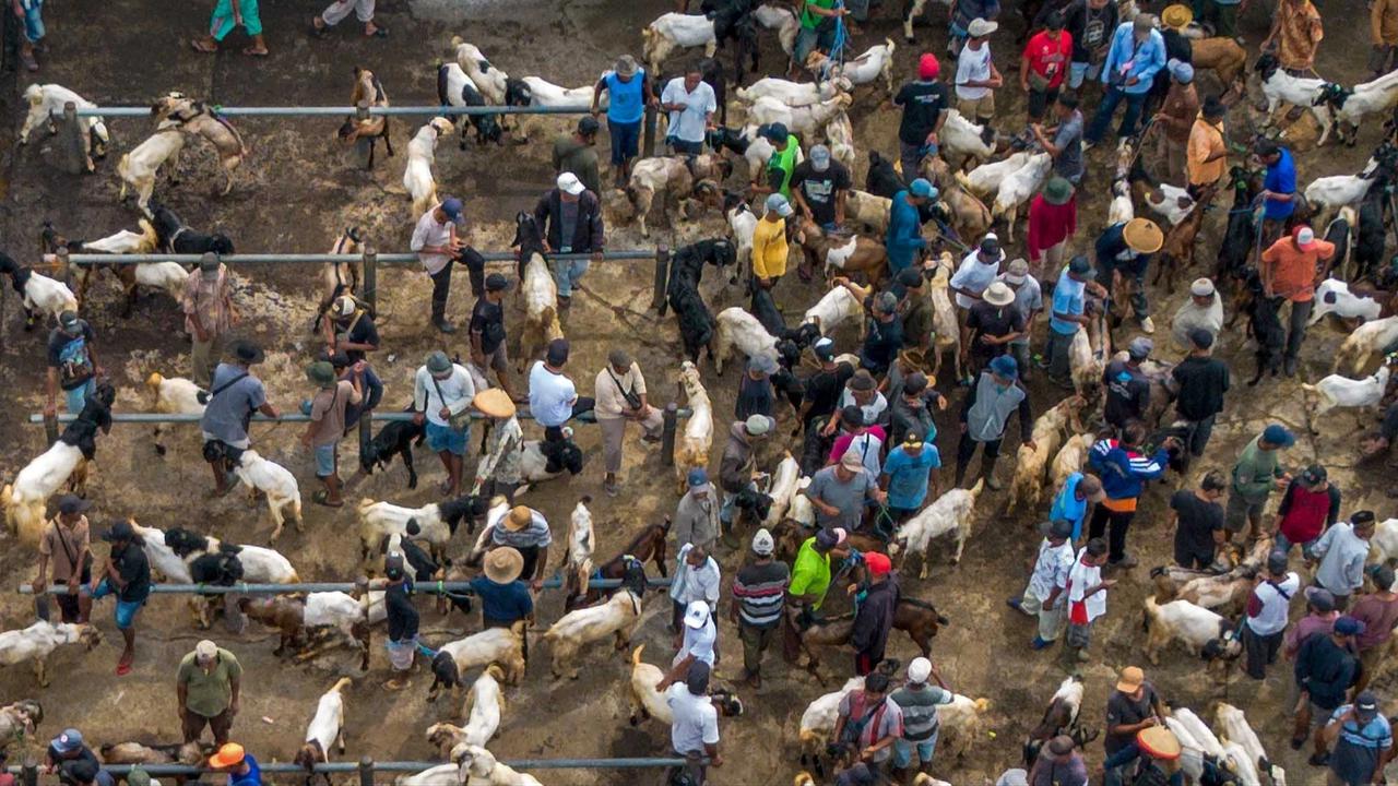 FOTO: Pasar Hewan Ternak Ambarawa Ramai Jelang Idul Adha