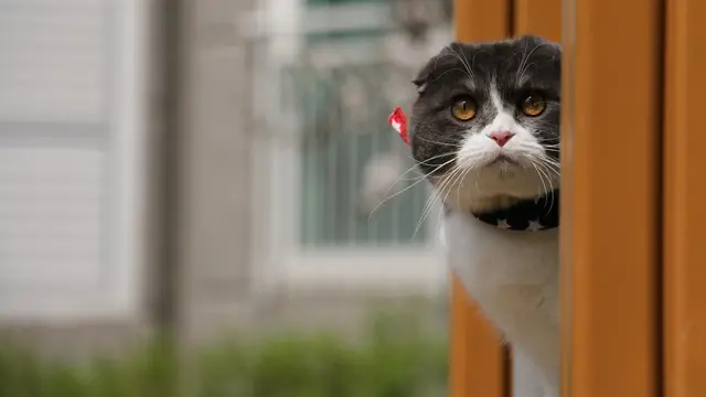 Scottish Fold