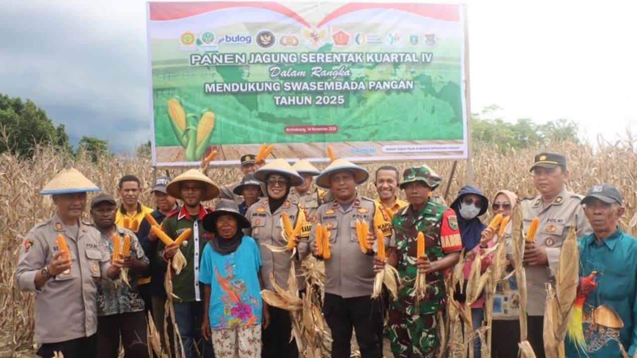 Polres dan Pemkab Jayapura Panen Jagung Serentak, Perkuat Ketahanan Pangan Jayapura dan Stabilitas Daerah