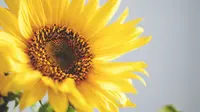 Ilustrasi bunga matahari. (Unsplash)