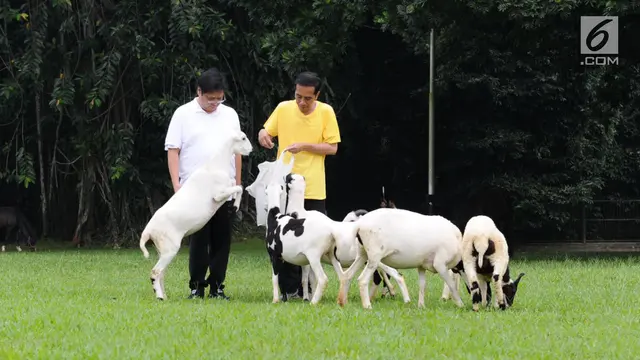 Berkaus Kuning, Jokowi Olahraga Bersama Airlangga Hartarto di Istana Bogor