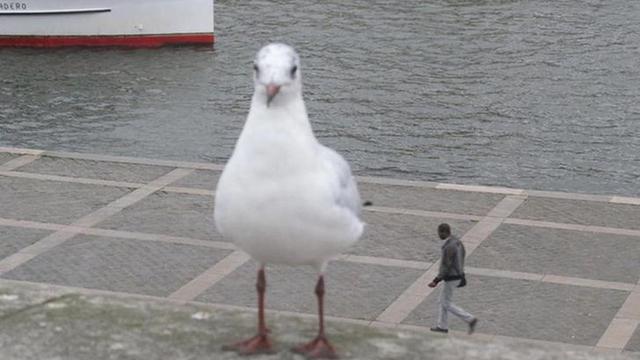 8 Potret Ini Mesti Dilihat Dua Kali Biar Tidak Bingung