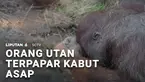 Tidak hanya kepada manusia, dampak buruk kebakaran hutan yang melanda Kalimatan turut dirasakan satwa. Satu individu orang utan ditermukan lemas tak sadarkan diri, diduga terpapar kabut asap.