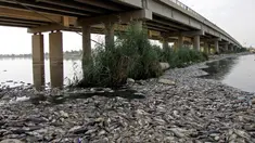 Ribuan ikan mas mati mengapung di atas permukaan Sungai Eufrat dekat kota Sadat al Hindiya, Irak, Jumat (2/11). Para nelayan Irak di selatan Baghdad mengaku kaget setelah menemukan ribuan ikan mas yang diternak mati secara misterius. (Haidar HAMDANI/AFP)