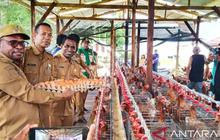 Pemberdayaan Peternak OAP Sorong: Telur Lokal Siap Pasok Program Makan Bergizi Gratis