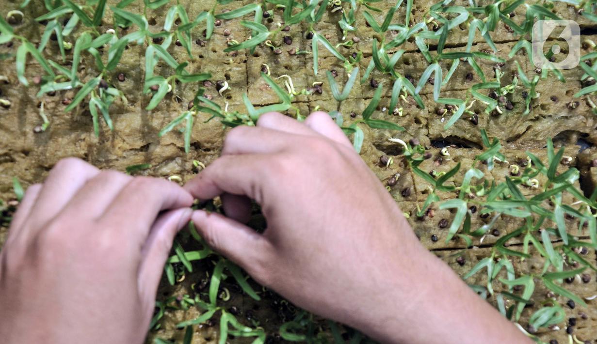 Anggota Karang Taruna RW 04 Kebon Baru saat menanam bibit sayuran hidroponik di Kebun Edukasi, Tebet, Jakarta Selatan, Selasa (19/7/2022). Selain budi daya sayuran, Kebun Edukasi yang dikelola oleh remaja karang taruna tersebut juga mengolah hasil panen menjadi produk ekonomis seperti dikirim ke pasar swalayan dan dijadikan makanan serta minuman. (merdeka.com/Iqbal S. Nugroho)