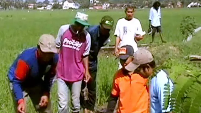 Ratusan Hektare Sawah di Jember Diserang Hama Tikus