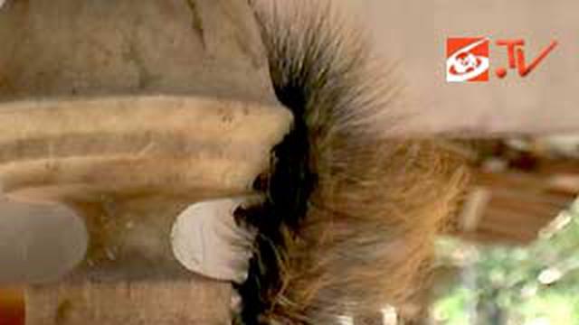 Serangan Ulat Bulu Raksasa Meluas News Liputan6 Com