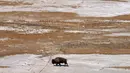Seekor bison berjalan menyusuri tepian Great Salt Lake di Pulau Antelope, Utah, Amerika Serikat, 25 Oktober 2022. (AP Photo/Rick Bowmer)