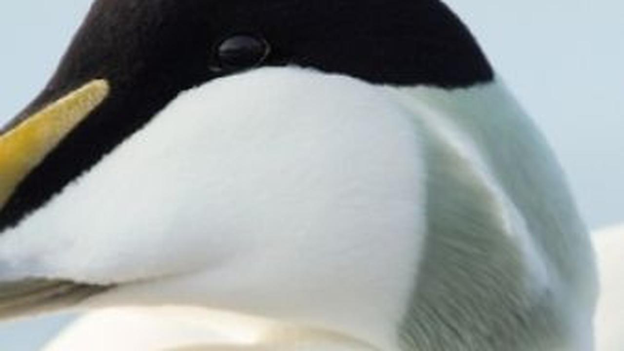 Untuk mendapatkan satu kilogram bulu, terdapat kurang lebih 60 bebek yang harus dikumpulkan.