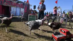 Beberapa ekor ayam kalkun mengejar truk remote kontrol saat balap Turkey Stampede pada acara tahunan Kern County Fair di Bakersfield, California, Sabtu (30/9). Mainan truk remote kontrol itu berisi makanan sebagai umpan bagi ayam Kalkun (Mark RALSTON/AFP)