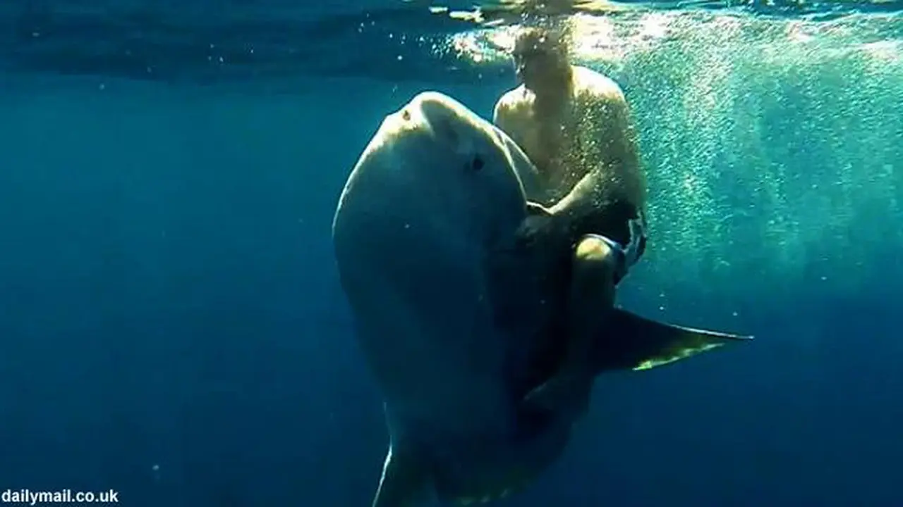 Pria menunggangi ikan mola jumbo. (Daily Mail)
