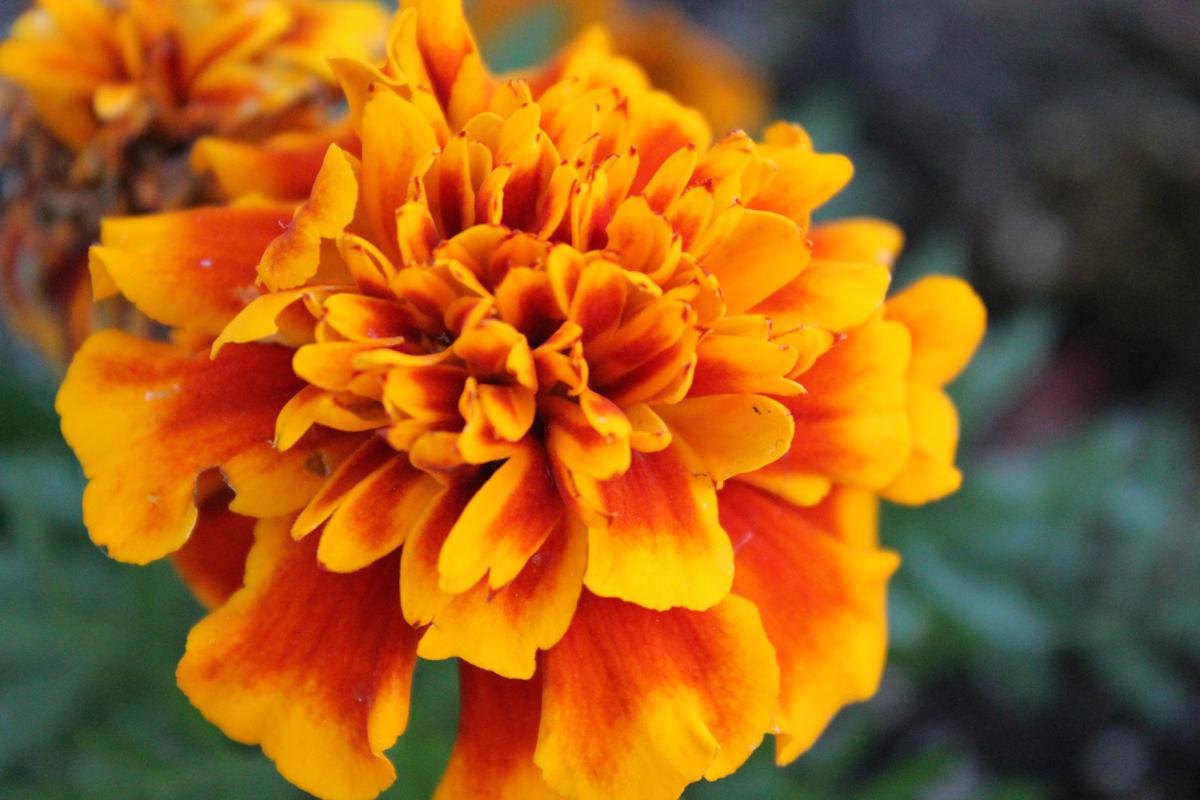 ilustrasi tanaman marigold untuk mengusir serangga/pexels