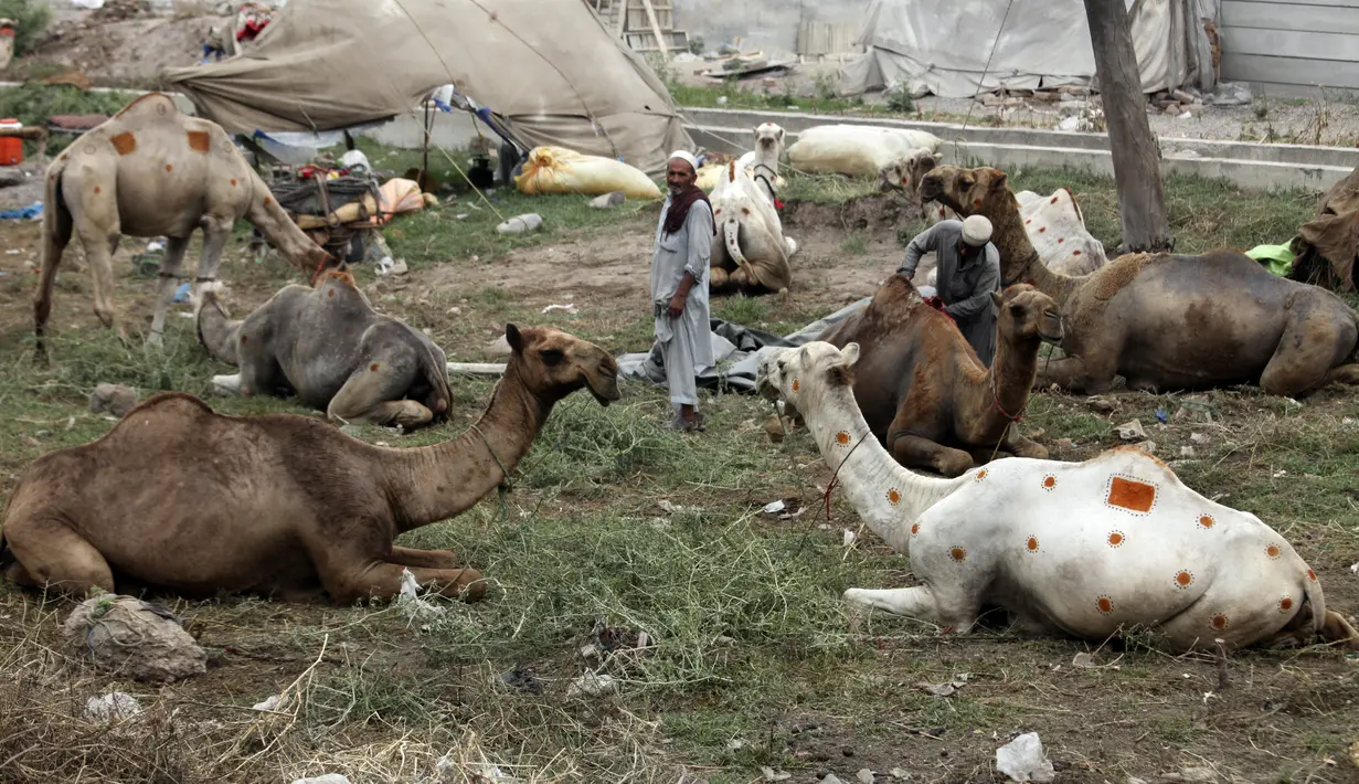 Seorang pria Pakistan memotong rambut unta di pasar ternak menjelang perayaan Idul Adha di Peshawar, Pakistan (1/7/2022). Idul Adha merupakan salah satu hari raya umat Islam di dunia yang identik dengan penyembelihan hewan kurban bagi yang mampu. (AP Photo/Muhammad Sajjad)