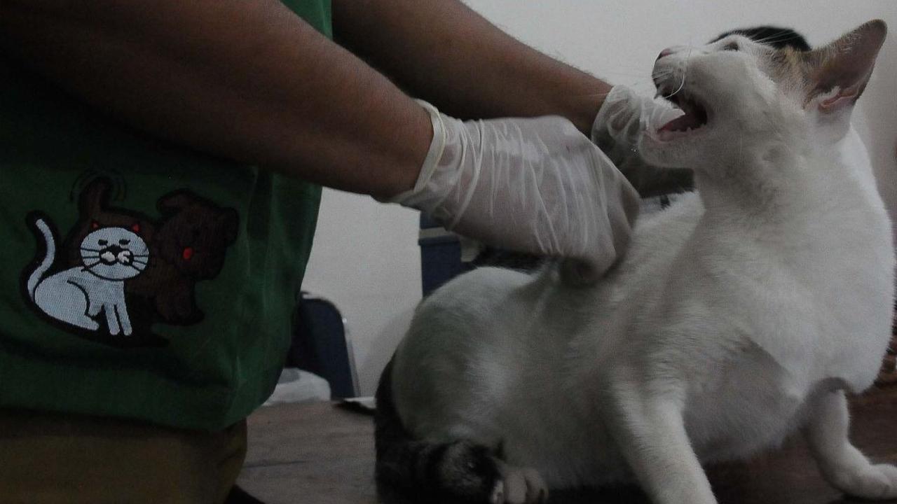 Tercatat, ada sebanyak 20.423 ekor hewan penular rabies (HPR) telah divaksinasi periode Januari sampai Juni 2023.