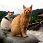 Populasi besar kucing liar yang membuat desa Huotong di Taiwan utara terbebas dari jerat kebangkrutan (AP/Wally Santana)
