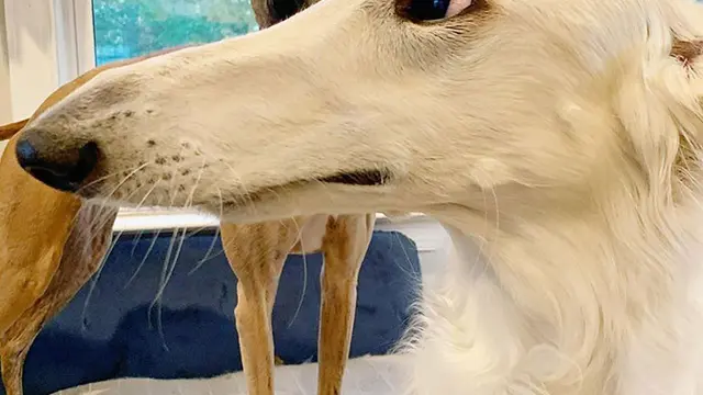 anjing dengan moncong panjang