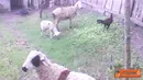 Citizen6, Bojonegoro: Sejumlah kambing bantuan PNPM  (Program Nasional Pemberdayaan Masyarakat Mandiri) UPK Kecamatan Tambakrejom, Kabupaten Bojonegoro, Jawa Timur.Tiap Desa mendapat delapan ekor kambing. (Pengirim: Edie)