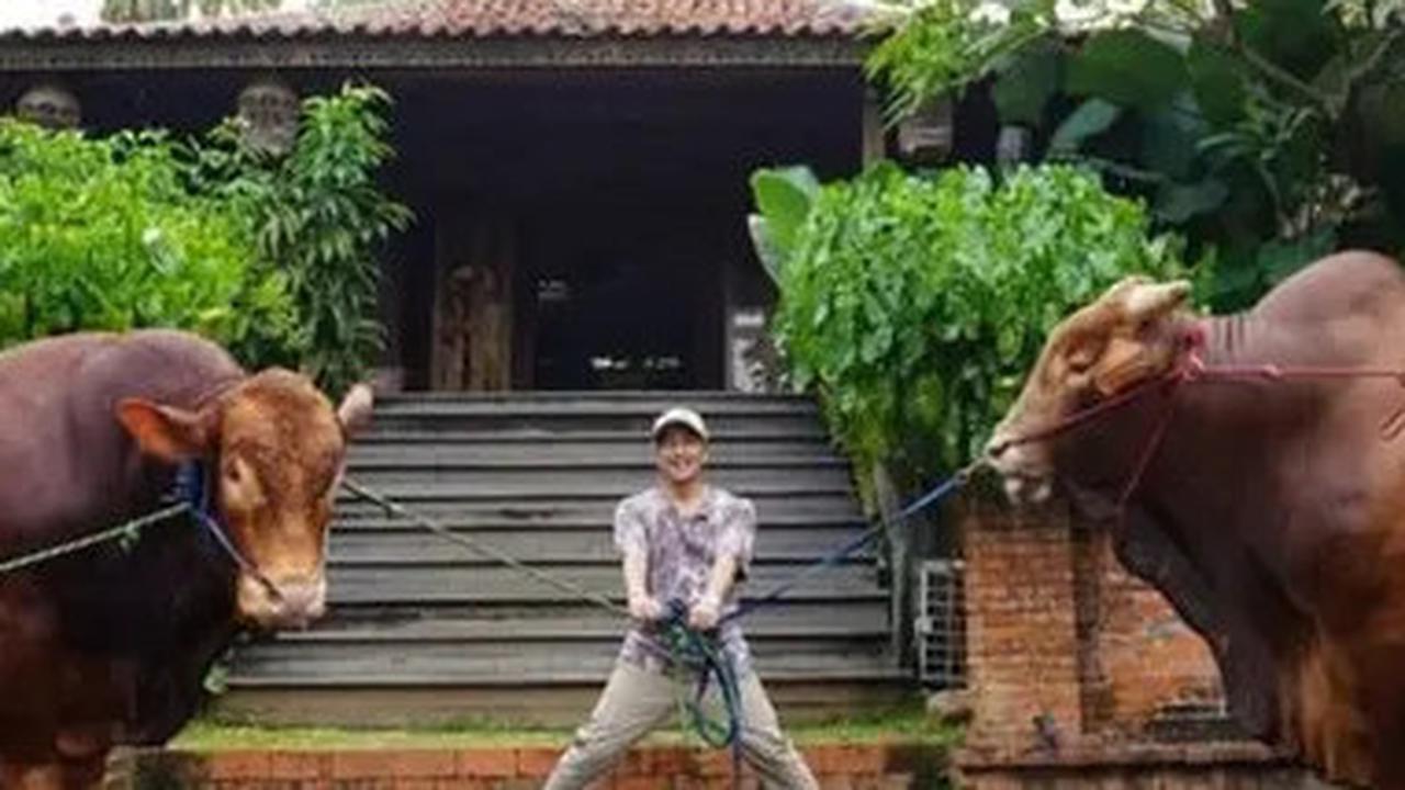 Jelang Idul Adha 2025, Irfan Hakim dan Ayu Ting Ting Siapkan Qurban Sapi Jumbo Lagi?