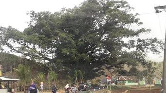 Pamali Tebang Pohon Keramat karena Penghuni Bisa Ngamuk, Ini Tinjauan dalam Perspektif Islam