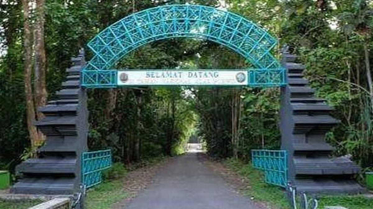 Angkernya Alas Purwo, Ini 5 Kisah Mistis di Hutan Tertua Pulau Jawa -  Regional Liputan6.com
