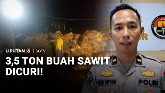 3,5 Ton Buah Sawit Dicuri