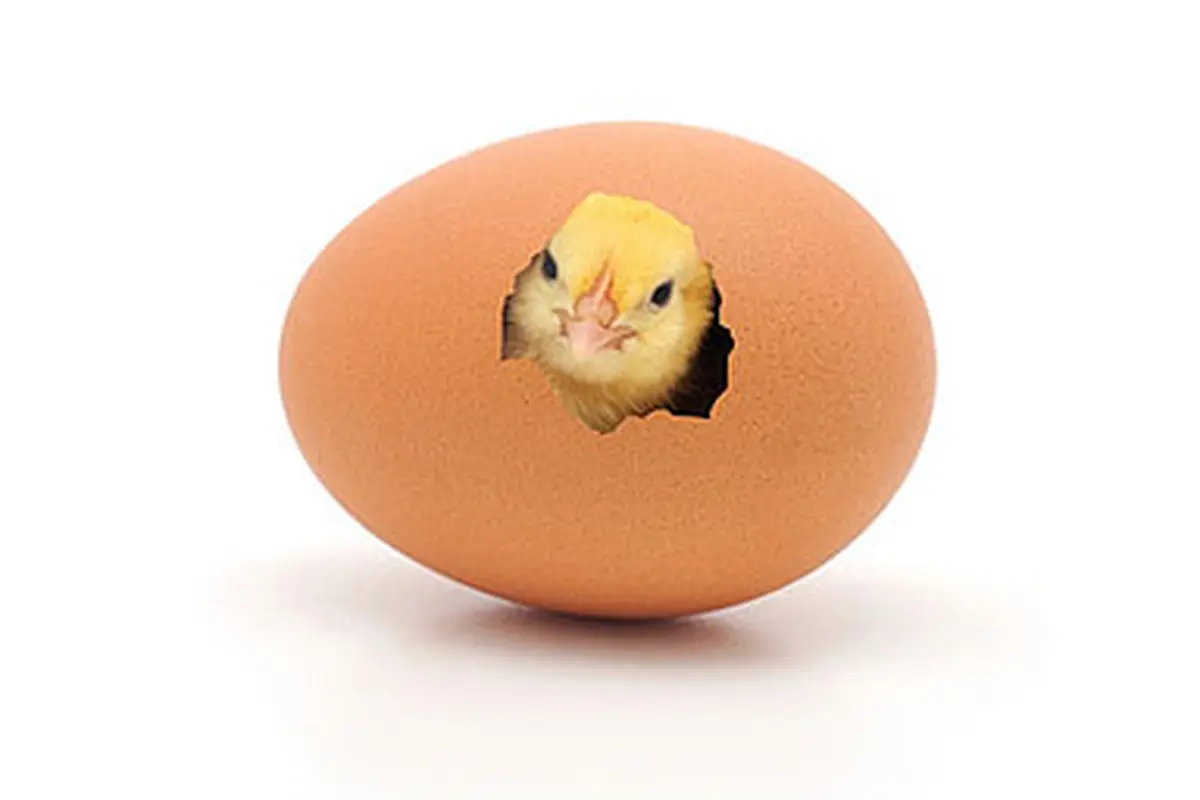 Inikah Jawaban Duluan Mana Ayam atau Telur?