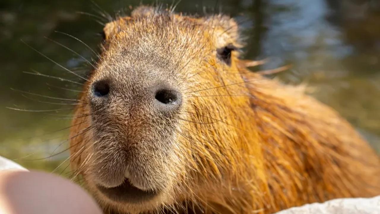 Kapibara sempat dianggap sejenis babi. Namun, setelah diidentifikasi lebih lanjut, kapibara berkerabat dekat dengan marmut dan cavies.