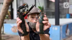 Petani menunjukkan lobster air tawar siap jual di tempat pembudidayaan BFC Mini Farm, Ciputat, Tangerang Selatan, Banten, Kamis (10/12/2020). Lobster air tawar asal Australia tersebut dijual Rp 60 ribu-Rp 500 ribu untuk memenuhi permintaan rumah makan dalam negeri. (Liputan6.com/Angga Yuniar)