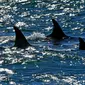 Paus pembunuh atau orca berenang dekat pantai Punta Norte saat berburu singa laut di Argentina, Selasa (17/4). Setiap tahunnya pada bulan Maret dan April, paus orcas berburu singa laut muda yang sedang belajar berenang. (AP/Daniel Feldman)