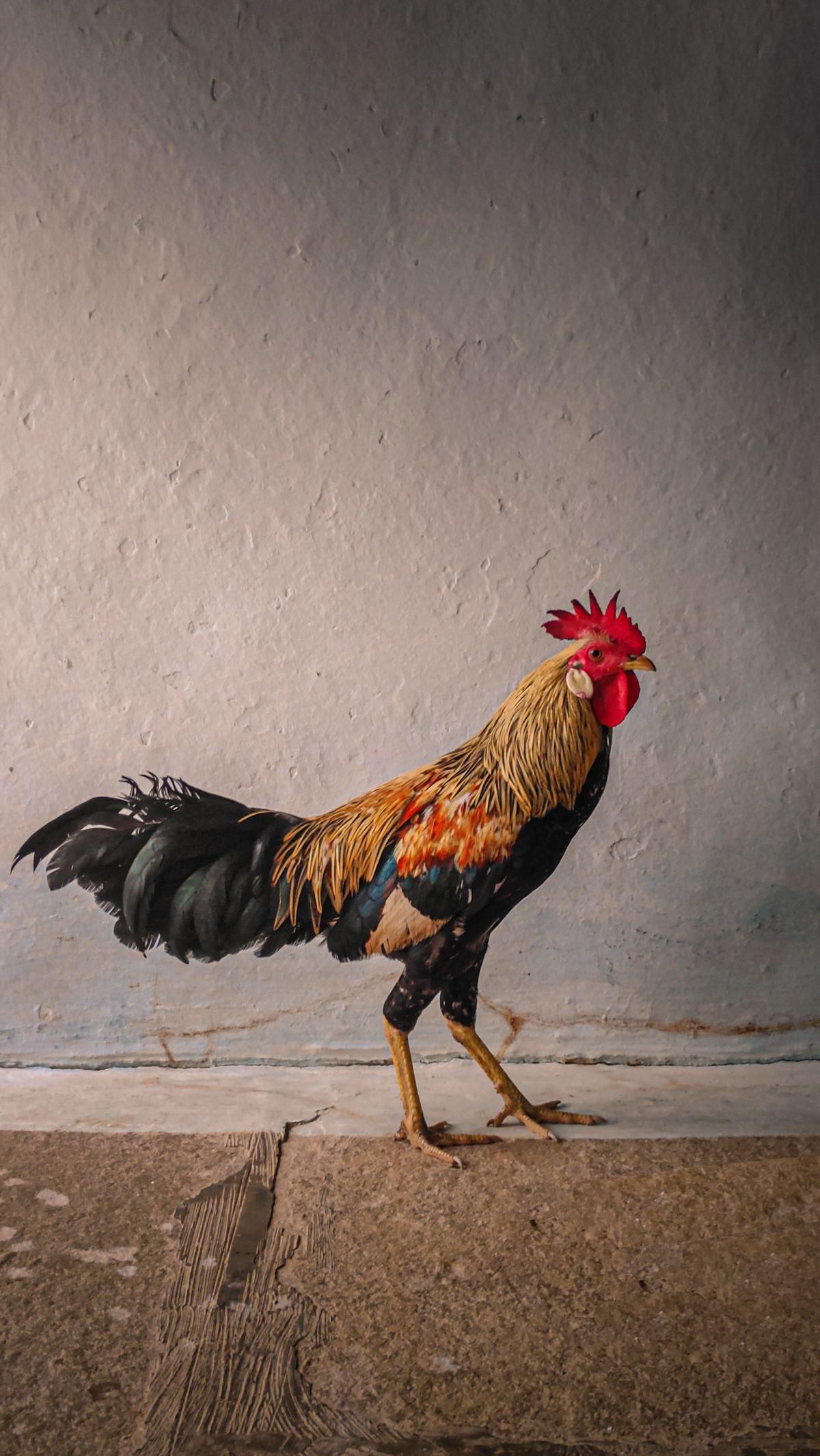 <b>Jenis Ayam Aduan Terpopuler</b>