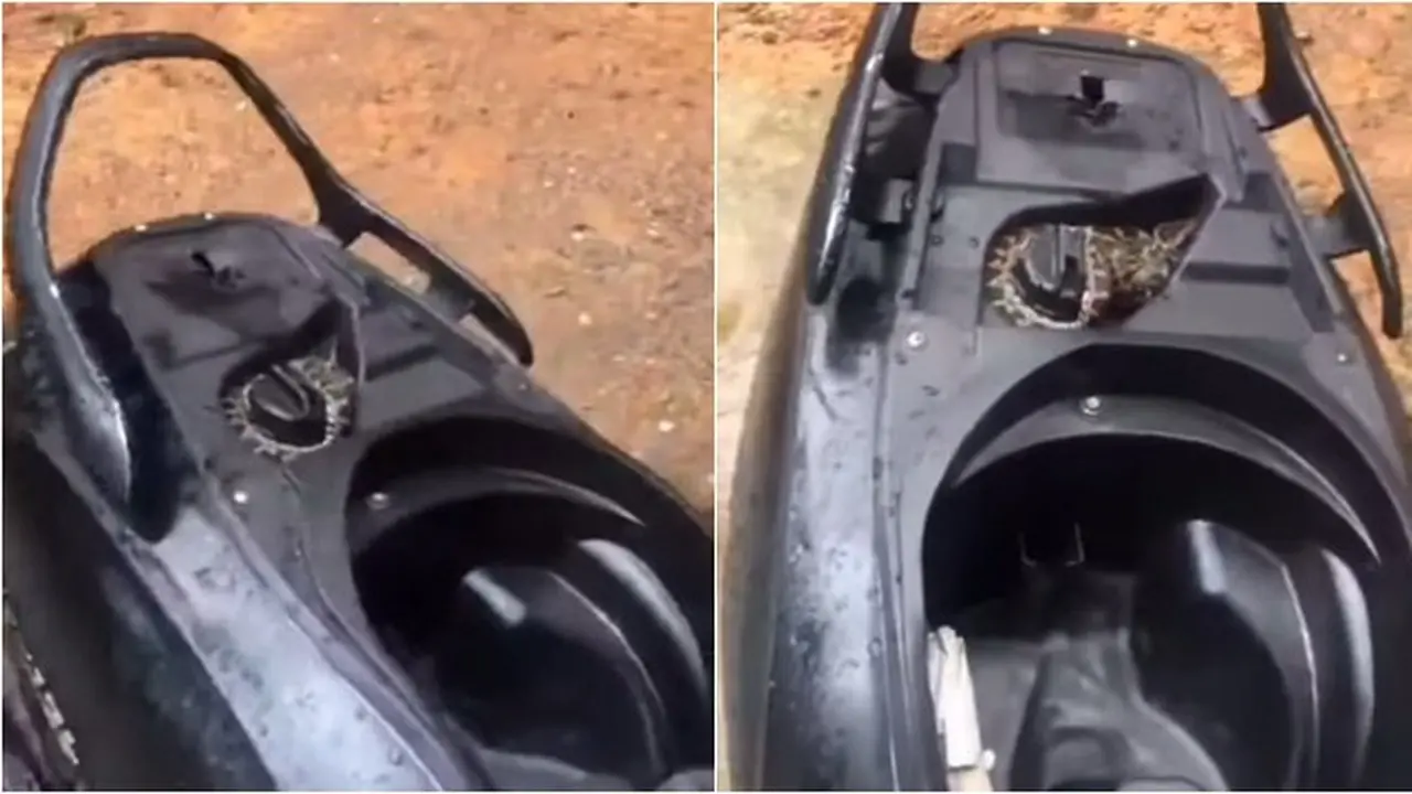 Viral Bayi Ular Piton Ditemukan di Tangki Bensin Motor, Bikin Syok