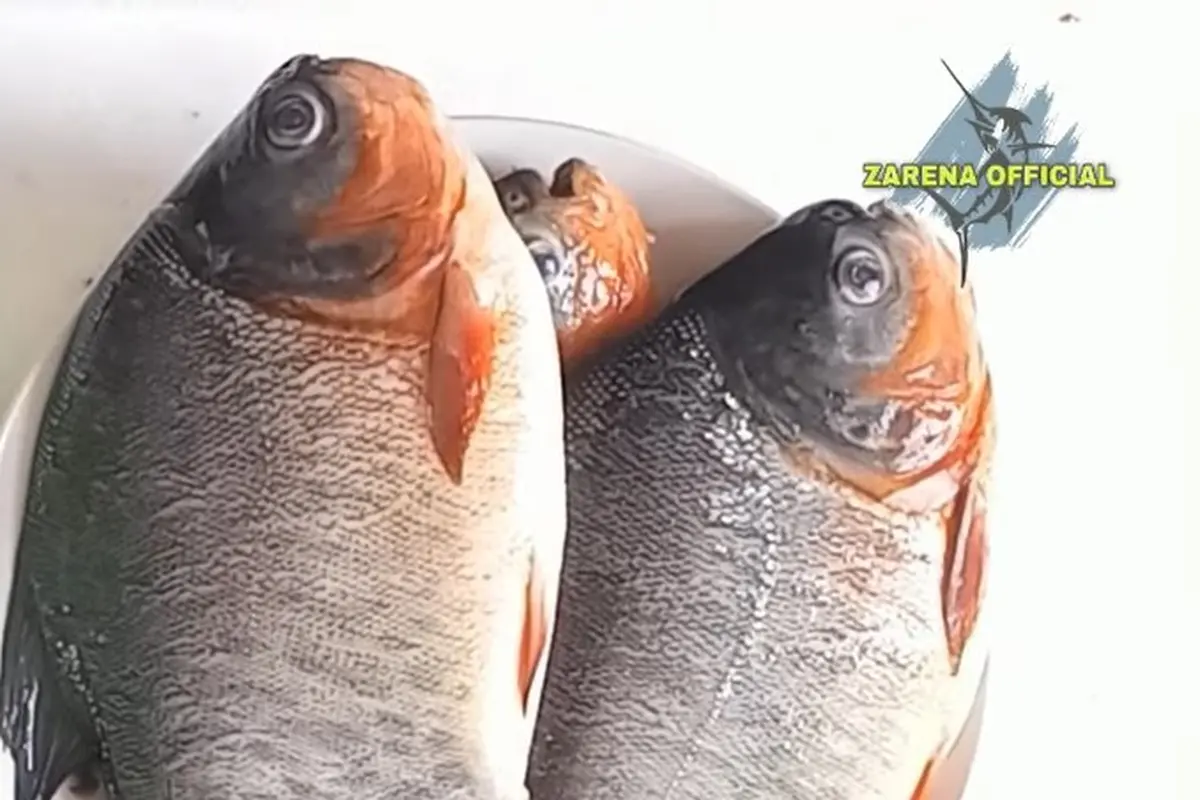 Cuma Pakai Air Cucian Beras, Begini Cara Netralkan Bau pada Ikan Bawal