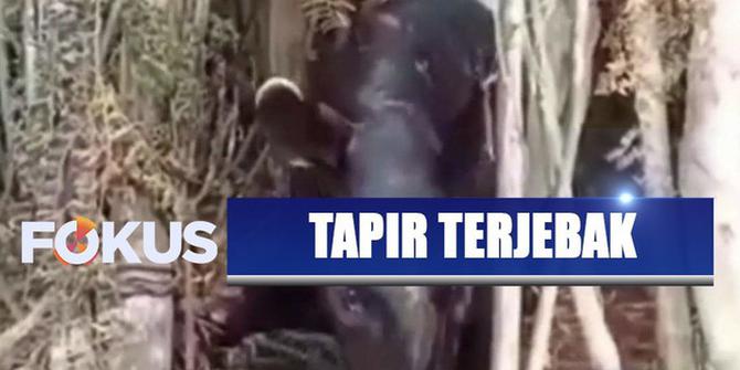 Seekor Tapir Terlilit Kawat Baja di Kebun Sawit