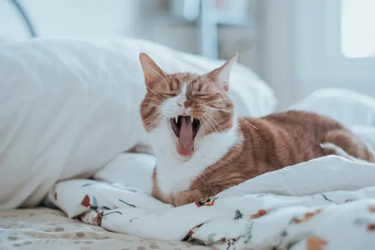 Ilmuwan Ungkap Teknik Sederhana Berkomunikasi dengan Kucing, Begini Caranya