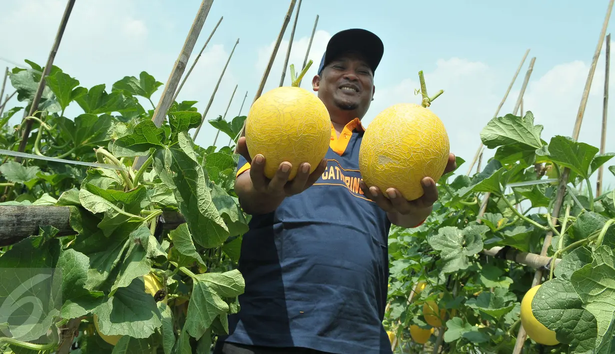 Petani menunjukkan melon premium Stella F1 di Teluk Naga, Tangerang, Kamis (20/4). PT East West Seed Indonesia (Ewindo) berhasil membina petani di sekitar Jakarta dengan teknik budidaya tanaman hortikultura berkualitas tinggi. (Liputan6.com/Helmi Afandi)