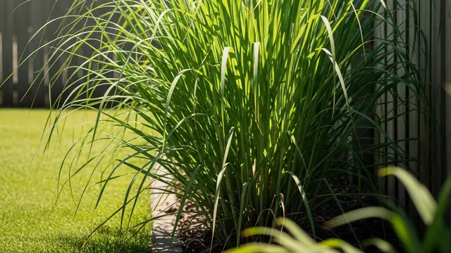 Sereh Ditanam Dekat Pagar Rumah