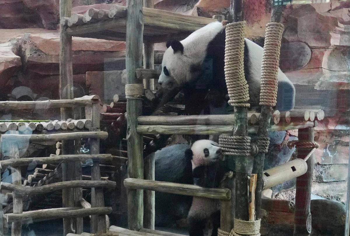 FOTO: Tingkah Lucu Rio Panda Raksasa Kelahiran Indonesia Curi Perhatian Pengunjung