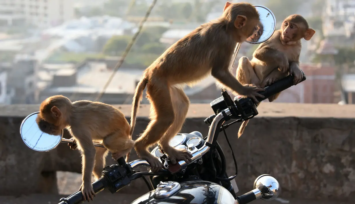 Kawanan monyet melihat bayangan diri mereka sendiri di kaca spion sepeda motor milik pengunjung kuil di Jaipur, negara bagian Rajasthan, India, 16 Desember 2016. (AFP PHOTO/DOMINIQUE Faget)