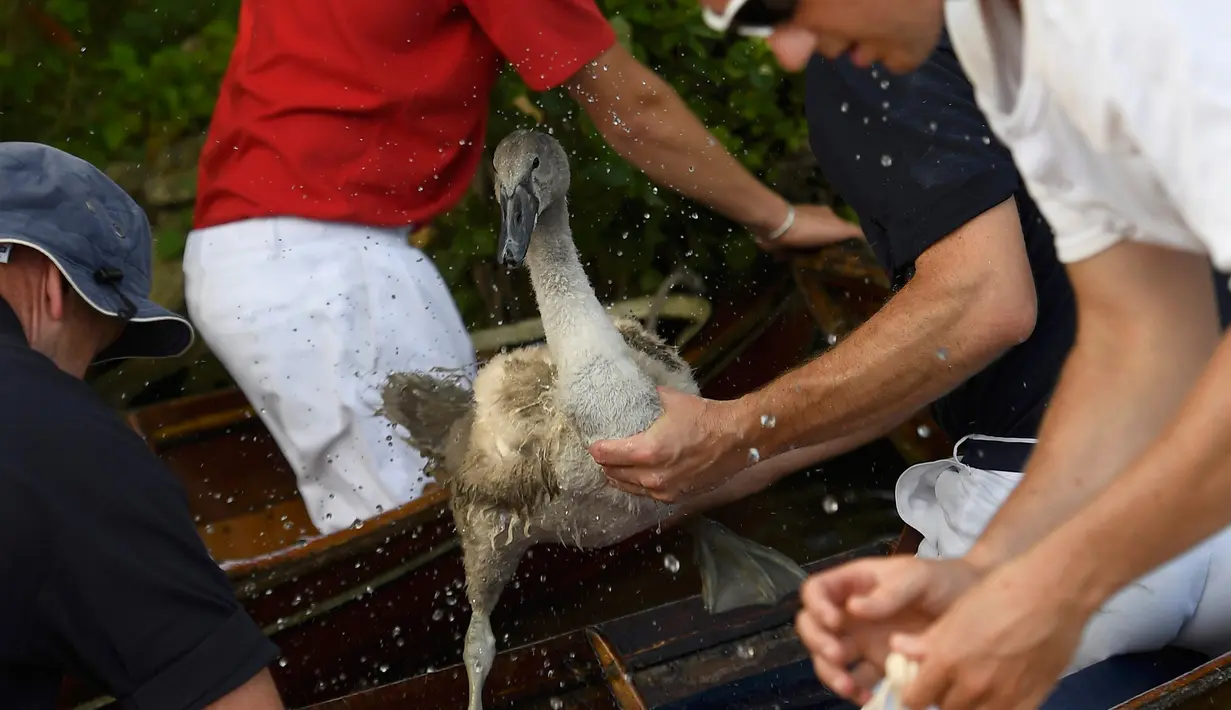 Pendataan angsa tersebut diperlukan lantaran menurut tradisi, seluruh angsa yang berada di Inggris merupakan milik ratu Inggris, Shepperton, Inggris (18/7). (REUTERS/Toby Melville)