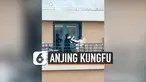 THUMBNAIL ANJING