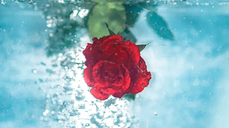Ilustrasi air mawar