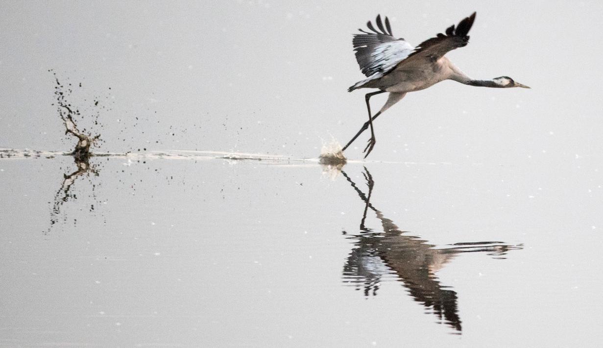 Seekor burung jenjang terbang dari Agamon Hula Danau di Lembah Hula, Israel (07/12/2016) (AFP PHOTO / JACK GUEZ)