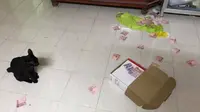Tidak Sengaja Dijatuhkan Kucing, Wanita Ini Temukan Tabungan Rahasia Suami