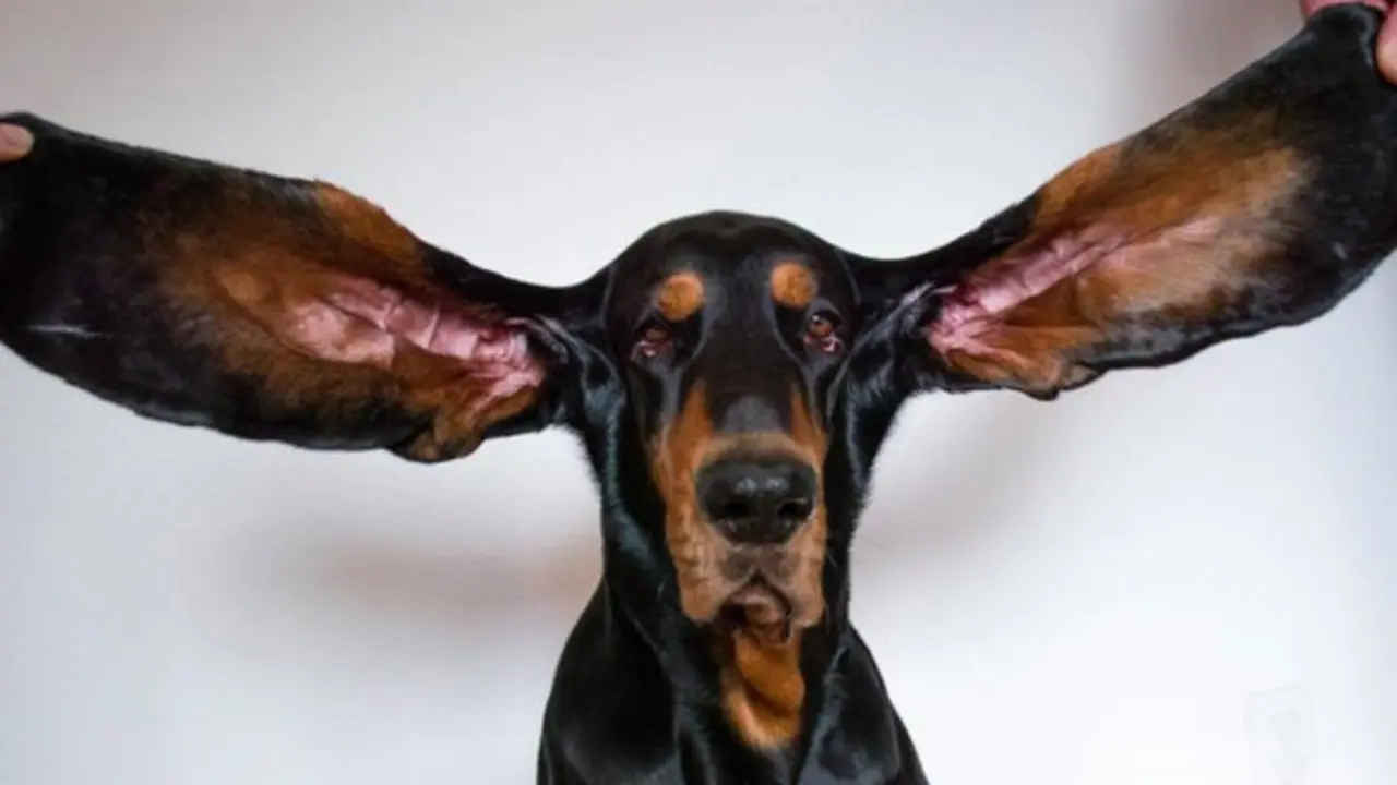 anjing dengan telingan terpanjang